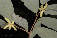 Friesodielsia sahyadrica